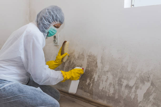 Asbestos and Lead Testing During Mold Inspection in Ocilla, GA